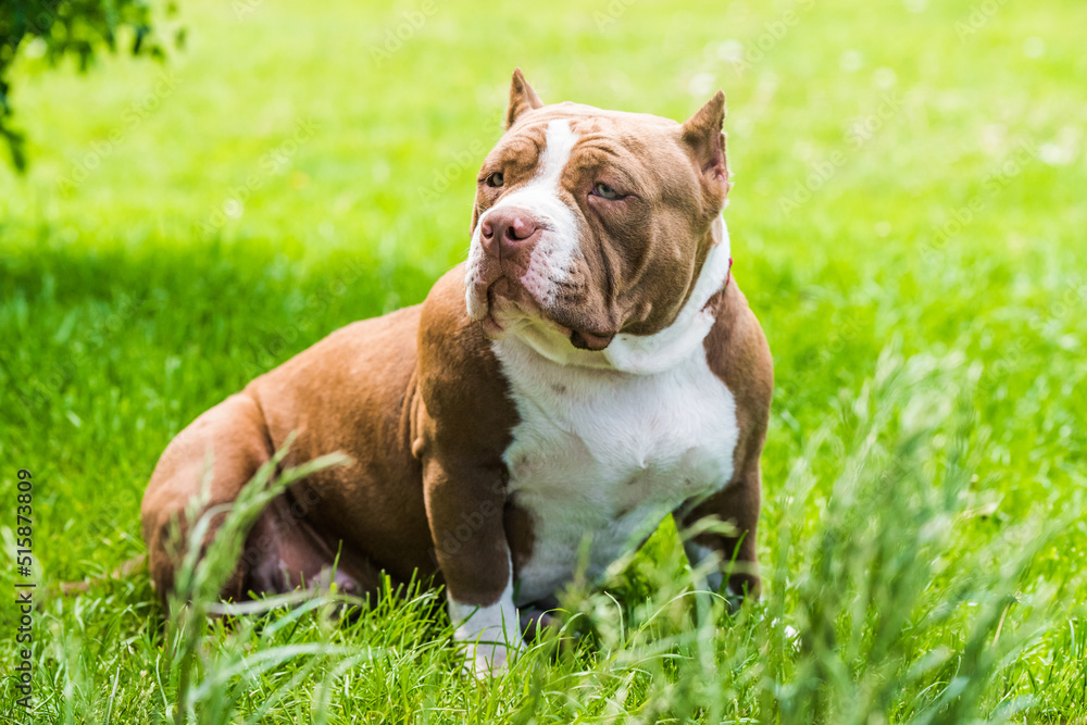 Chocolate color American Bully puppy dog is on green grass Chocolate color American Bully puppy dog is on green grass
