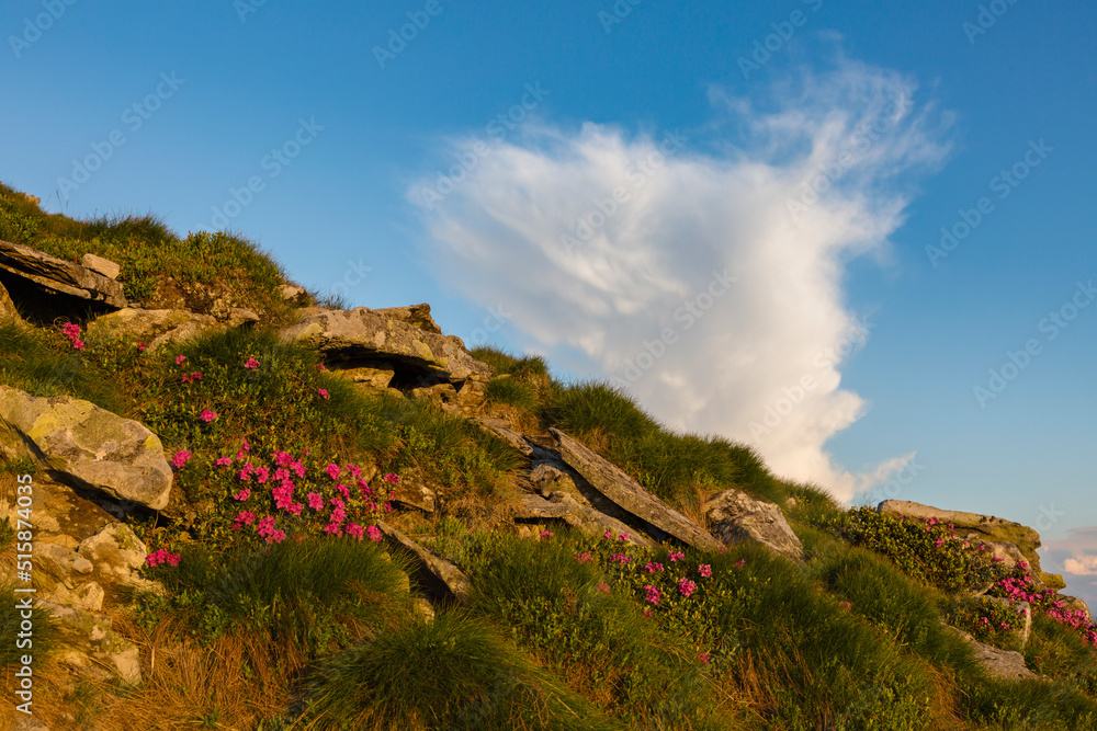 Mountain stoned hill covered with flowering rhododendron. Beautiful flowered landscape of highest mountains with blue sunset sky