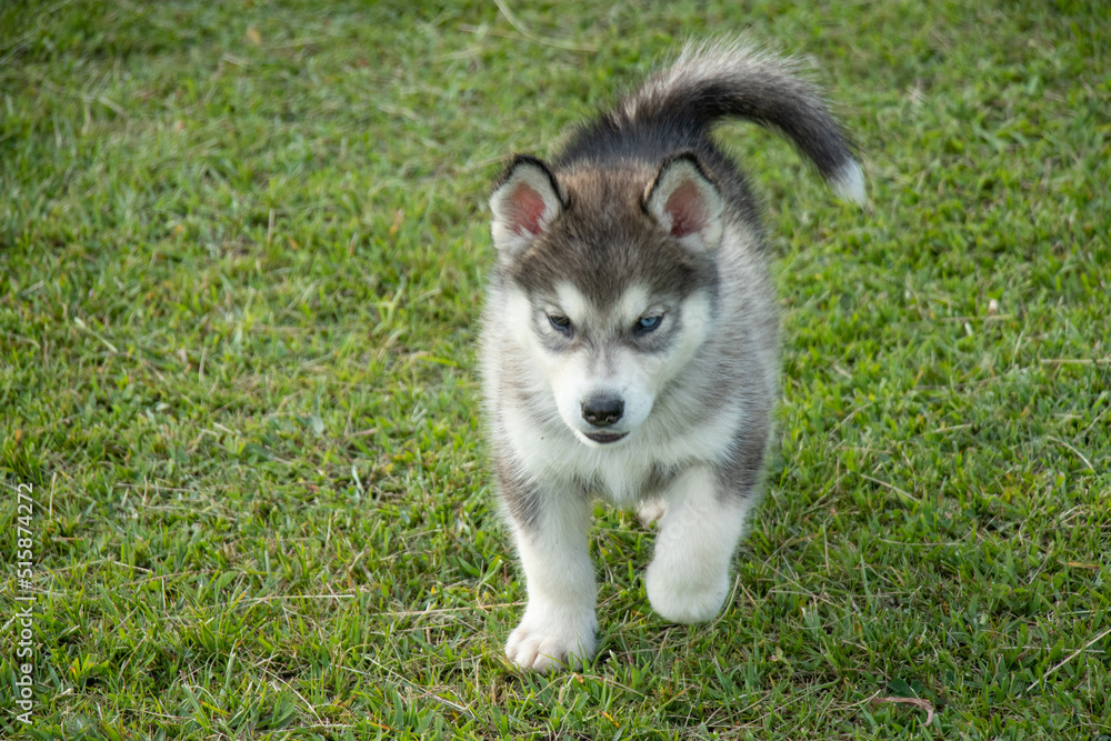 alusky puppy dog ​​in the field