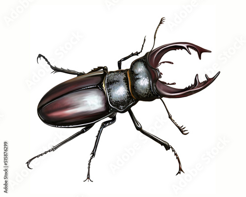 Stag beetle, Lucanus cervus photo