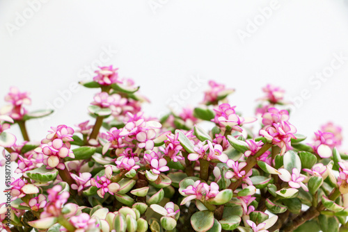 Wallpaper Mural Vibrant green and pink colours of blooming Portulacaria Afra succulent plant (also known as Elephant Bush) Torontodigital.ca