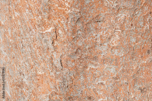 Texture of Tree bark with orange colored scale