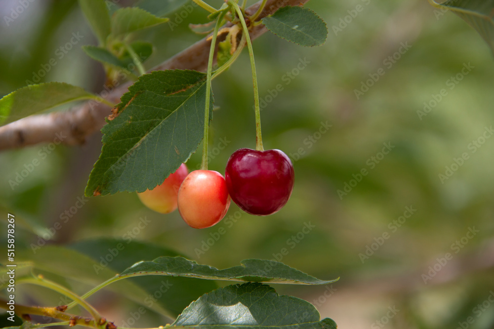 fresh and organic cherries on the tree