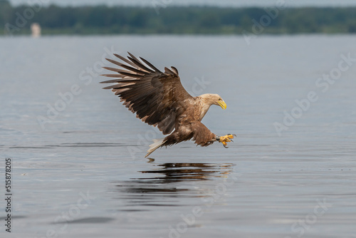 White-tailed eagle - Haliaetus albicilla - with spread wings hunting for fish over calm water at Szczecin Bay in Poland.