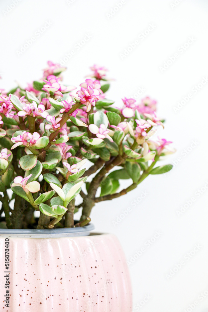 Vertical shot of vibrant and colourful green and pink Portulacaria Afra succulent plant blooming in pink pot on left side of frame