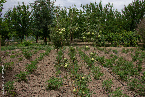 fresh and organic apples on the tree
