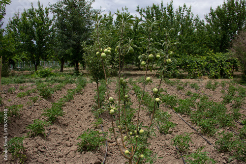 fresh and organic apples on the tree