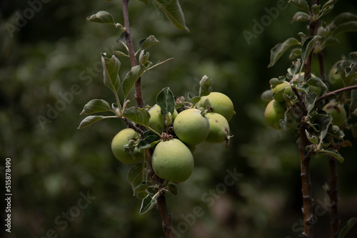 fresh and organic apples on the tree