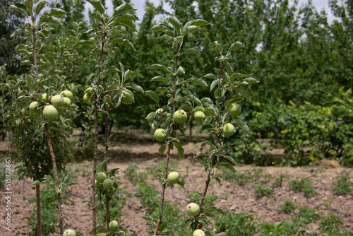 fresh and organic apples on the tree