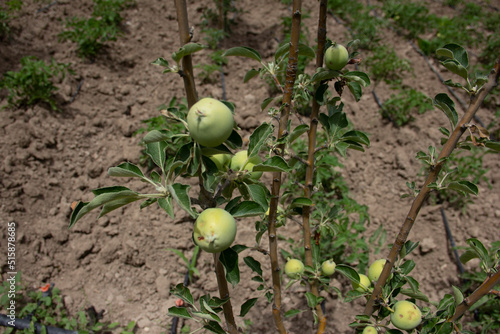fresh and organic apples on the tree