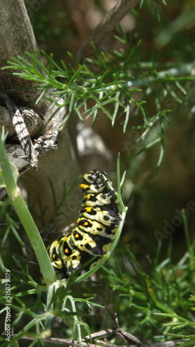 Anise swallowtail caterpillar on fennel, in a garden in Cotacachi, Ecuador © Angela