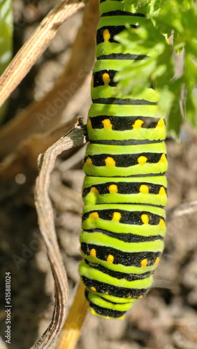 Anise swallowtail caterpillar on fennel, in a garden in Cotacachi, Ecuador