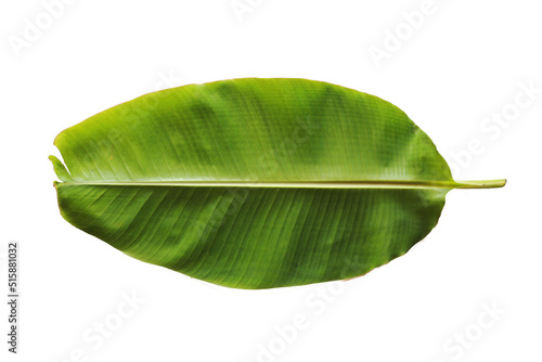 green banana leaves leaves isolated on white background