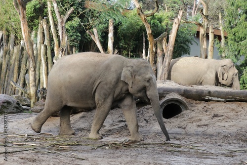 Photography Elephant walking in its enclosure in a zoo in The Netherlands (Dierenpark Amersf