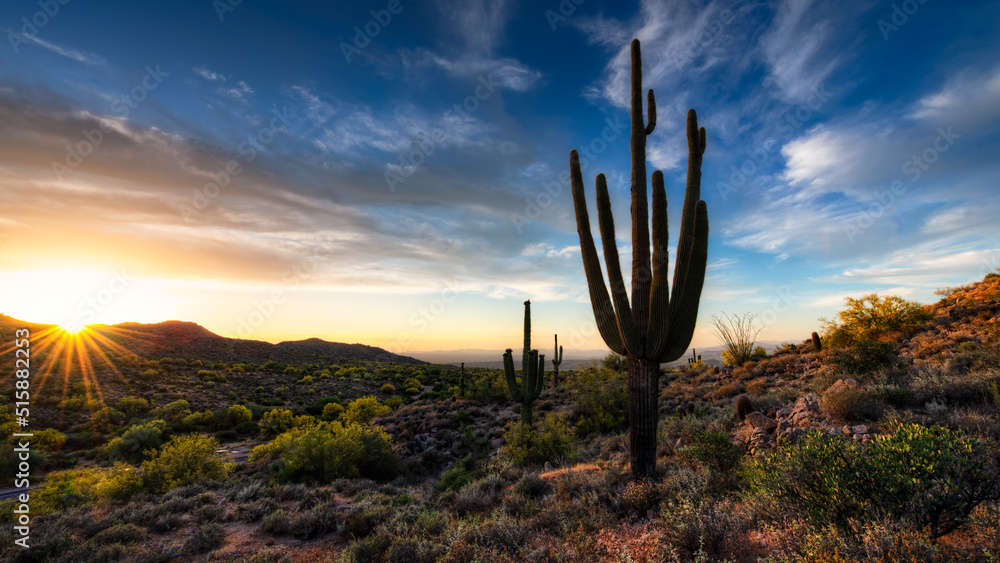 cactus at sunset