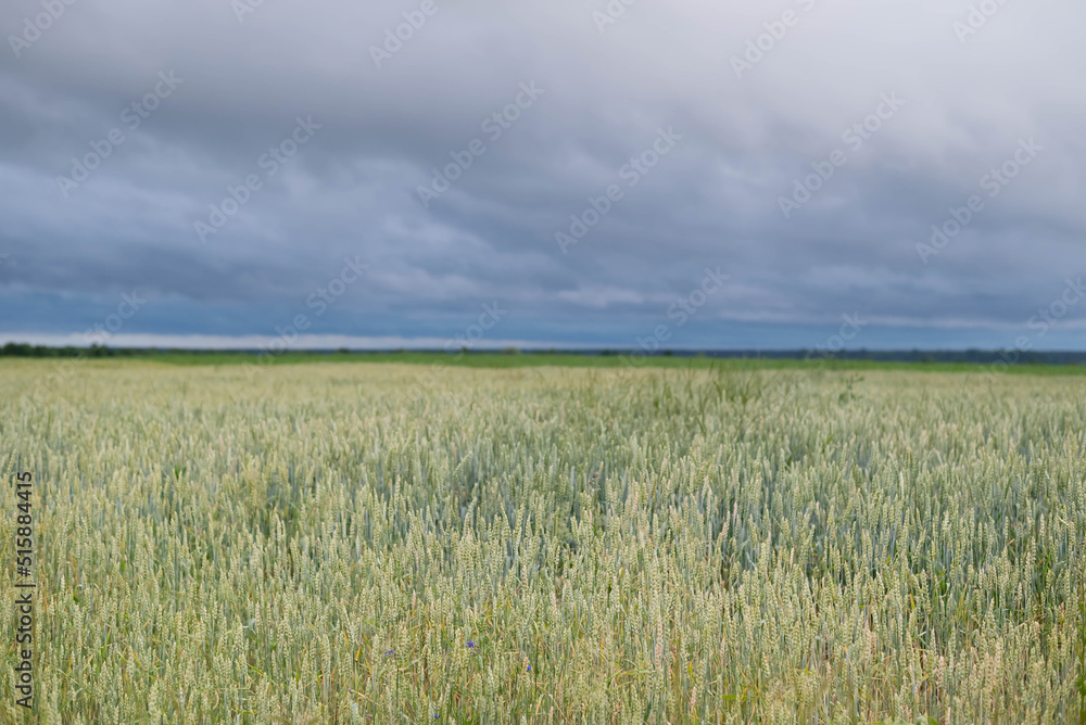 A blurry image of a wheat field against a dramatic sky before a thunderstorm.