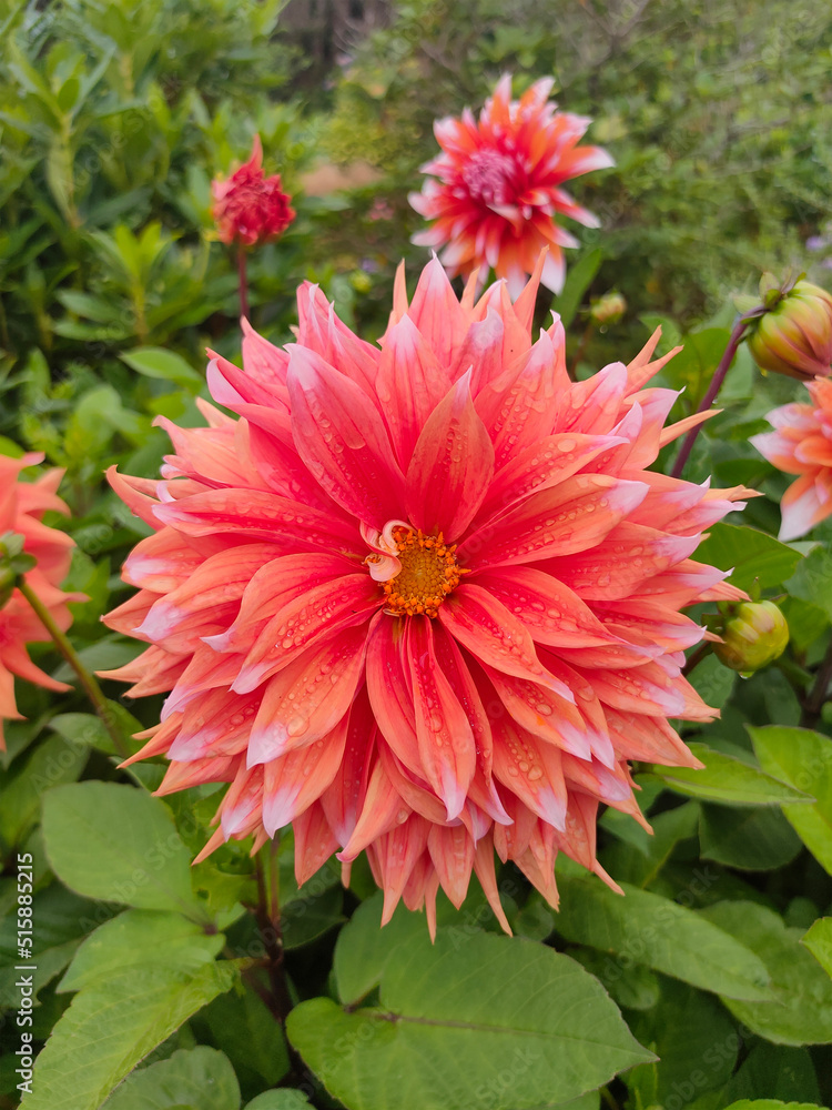 Red multipetal flower with water drops 