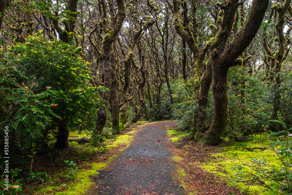 A trail through a forest of moss-covered trees with a mossy forest floor