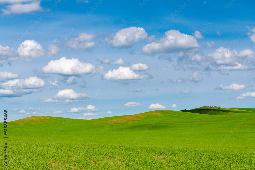 Rolling hills covered in green, grassy fields of wheat under a blue sky with fluffy white clouds in the Palouse Hills, Washington