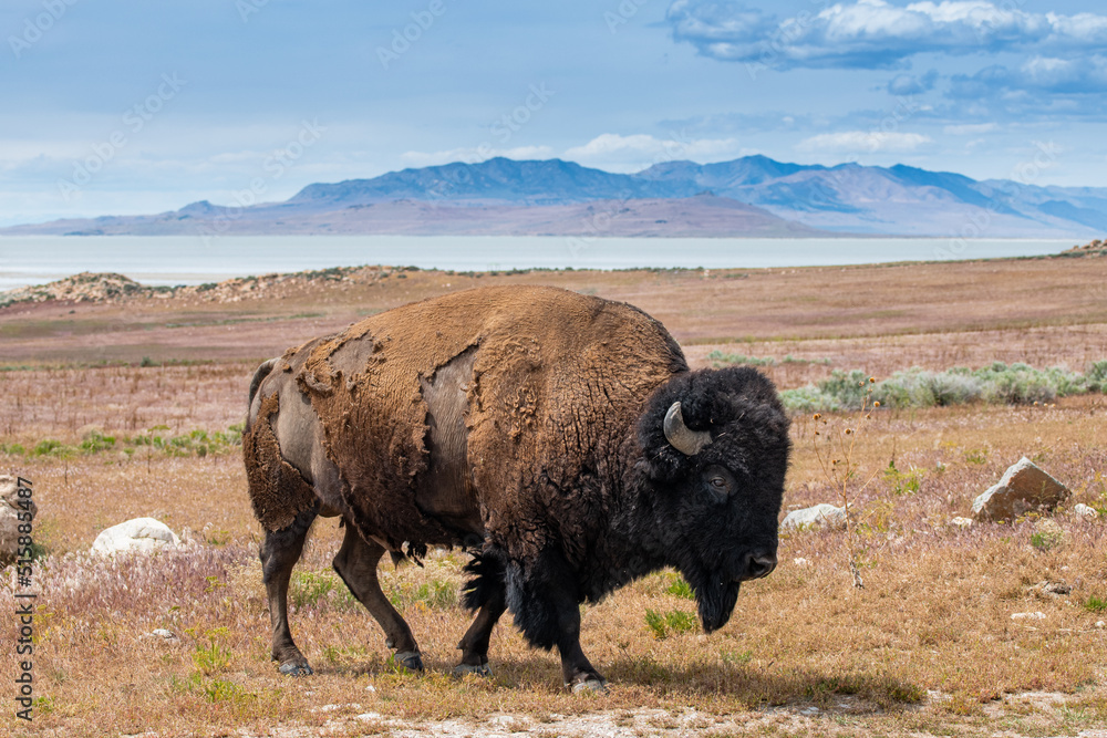 Shaggy bull bison on Antelope Island above the shoreline of Great Salt Lake, Utah