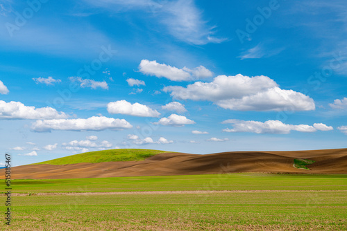 Rows of freshly sprouted spring wheat contrasting with brown earth under a bright blue sky with fluffy white clouds in the Palouse Hills  Washington