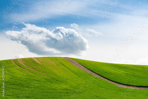 Field with rows of spring wheat leading up a hill under a fluffy white cloud with blue sky in the Palouse Hills, Washington