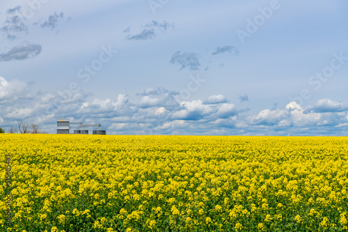 Agricultural scene with field of bright yellow flowers below a grain elevator and bins in eastern Washington