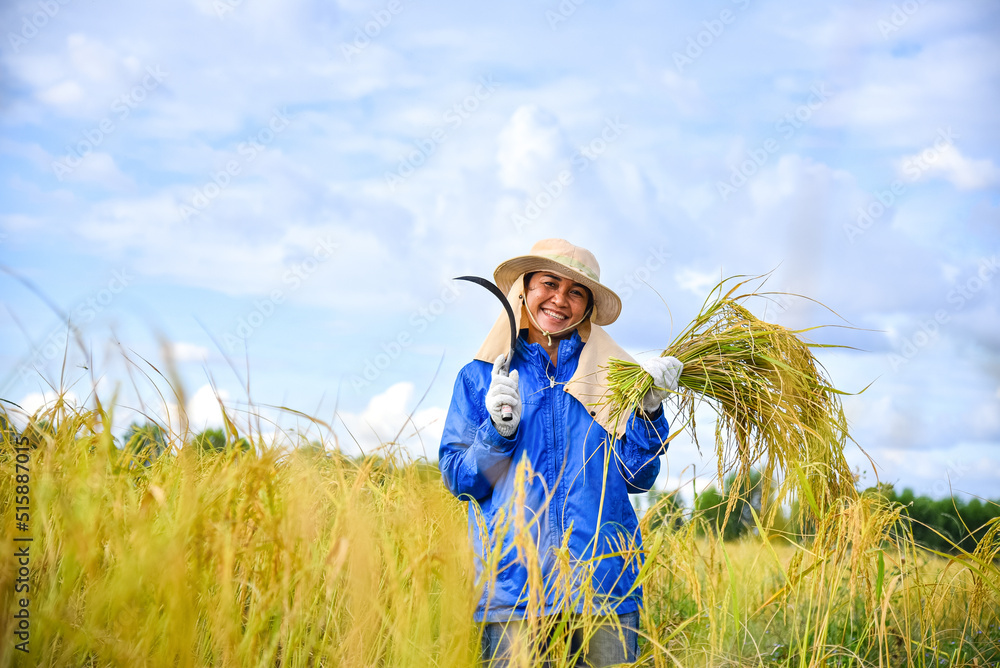 A female farmer wearing a hat and mask is harvesting rice with a sickle in the field. There is a beautiful background of blue sky and clouds. A female farmer wearing a hat and mask is harvesting rice with a sickle in the field. There is a beautiful background of blue sky and clouds.