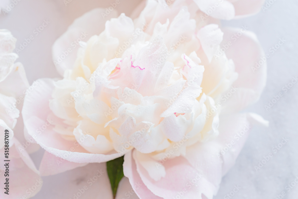 Close up of blooming tender white peony with rain drops. Soft focus. Floral background Close up of blooming tender white peony with rain drops. Soft focus. Floral background