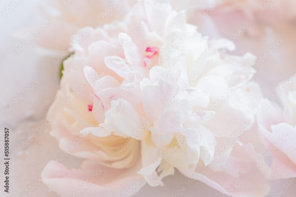 close up of white blooming peony on a table. Flower background. Soft focus