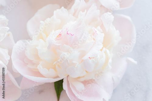 Close up of blooming tender white peony with rain drops. Soft focus. Floral background © IKvyatkovskaya