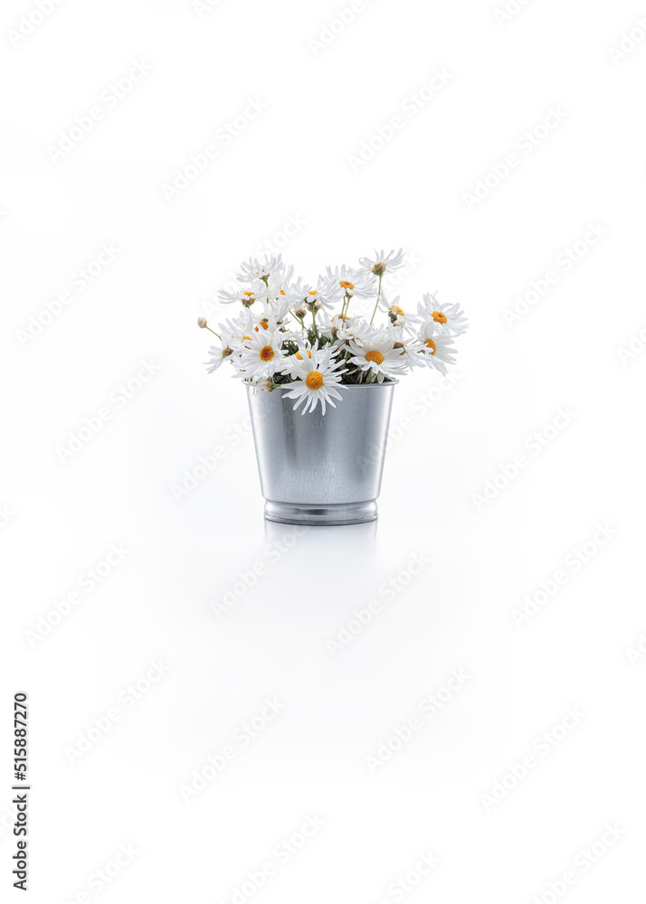 small water bucket filled with flowers, daisies with white petals on a white background