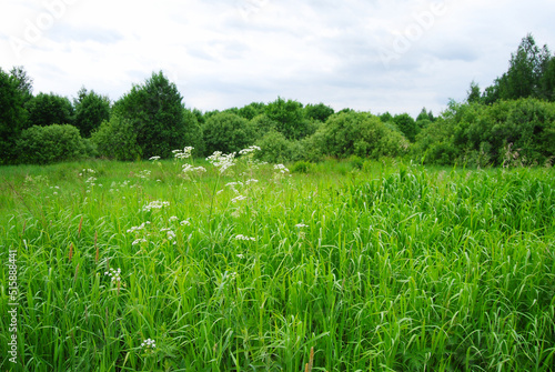 An overgrown field. White flowers in the foreground. Cloudy. Summer village landscape. Tall grass and weeds overgrown in a field.