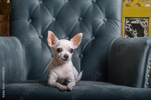Withe purebred chihuahua dog with amazing smile to its muzzle lay down to rest on a turquoise armchair at the living room and looks straight to the camera posing attentively. Studio no people photo.