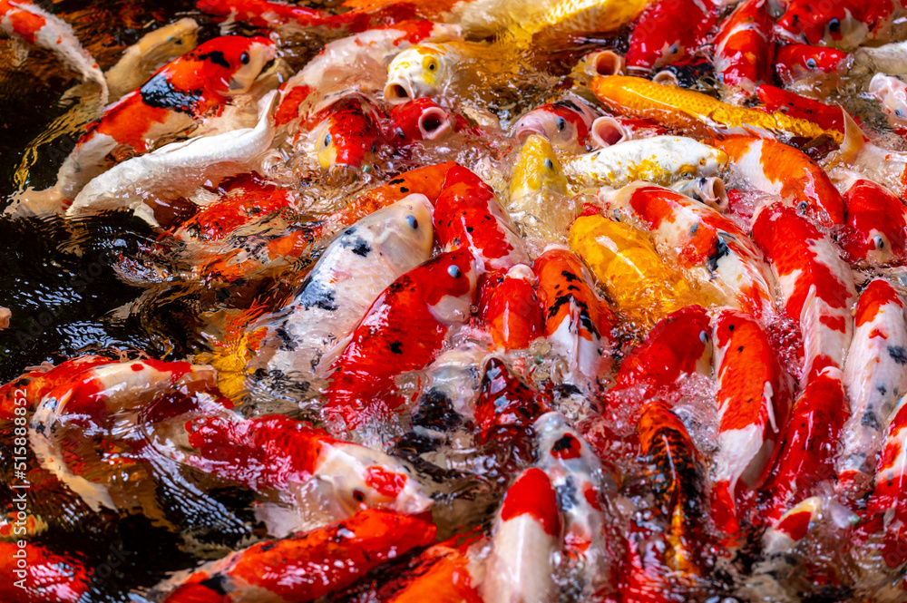 fish CARP fancy or koi in pond, japanese National animal fish CARP fancy or koi in pond, japanese National animal