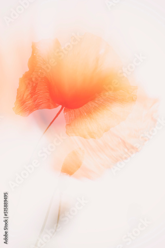 A double exposure of poppies on a roadside - summer 2022.
