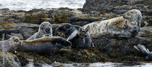 Atlantic Grey Seals on the rocks off the Isle of Mull, Scotland