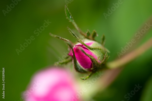 Pink rose bud with delicate details. Flower portrait macro close up with selective focus. Garden rose is the queen of flowers and the most popular natural symbols of love and tenderness.