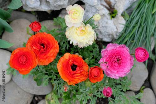 Ranunculus ( crowfoot) top view in landscape design. Colorful Asian buttercup flowers and juniper twigs for flower beds. Red and pink Buttercup, Ranunculus asiaticus flowers with green leaves