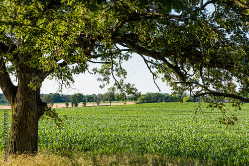 A large burr oak tree in the summer framing farm fields and corn in the background.
