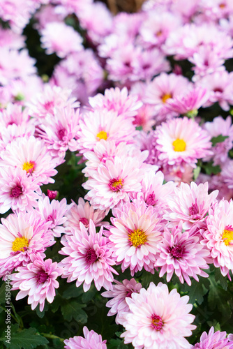 natural flowers background