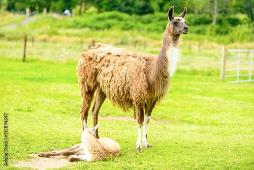 A female llama with a cub on a background of green grass, summer and a sunny day in Ireland