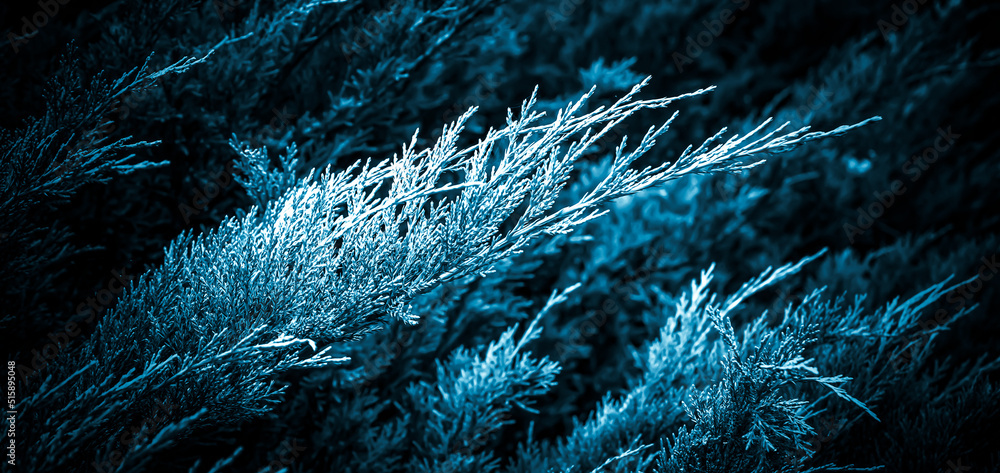 blue juniper branches with visible details. background or texture