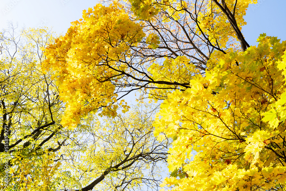 Fototapeta premium Vibrant fall foliage