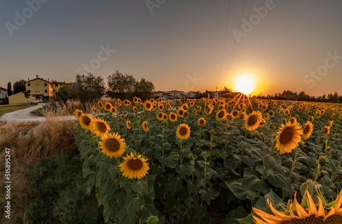 Beautiful sunflower field at sunset in the Tuscan countryside
