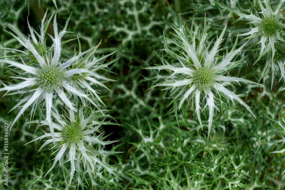 view of green and white prickly flowers in Inverewe Gardens in the Scottish Higlands view of green and white prickly flowers in Inverewe Gardens in the Scottish Higlands