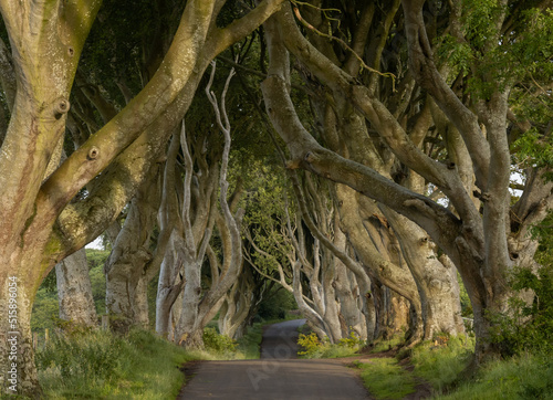 horizontal landscape view of the iconic The Dark Hedges in Northern Ireland photo