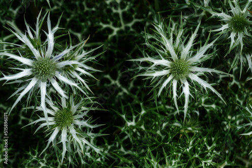 view of green and white prickly flowers in Inverewe Gardens in the Scottish Higlands