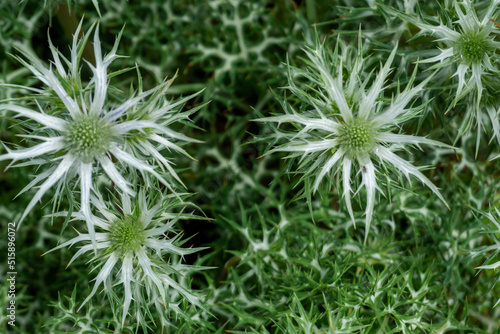 view of green and white prickly flowers in Inverewe Gardens in the Scottish Higlands