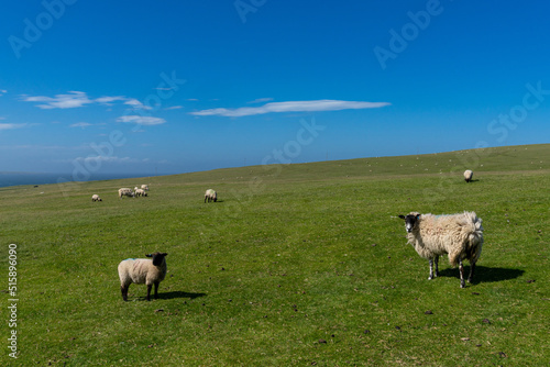 blackhead sheep with thick coats of wool grazing on a green meadow under a blue sky with copy space